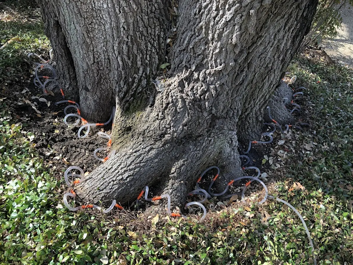 Detailed Tree Cabling and Bracing job site in Advent