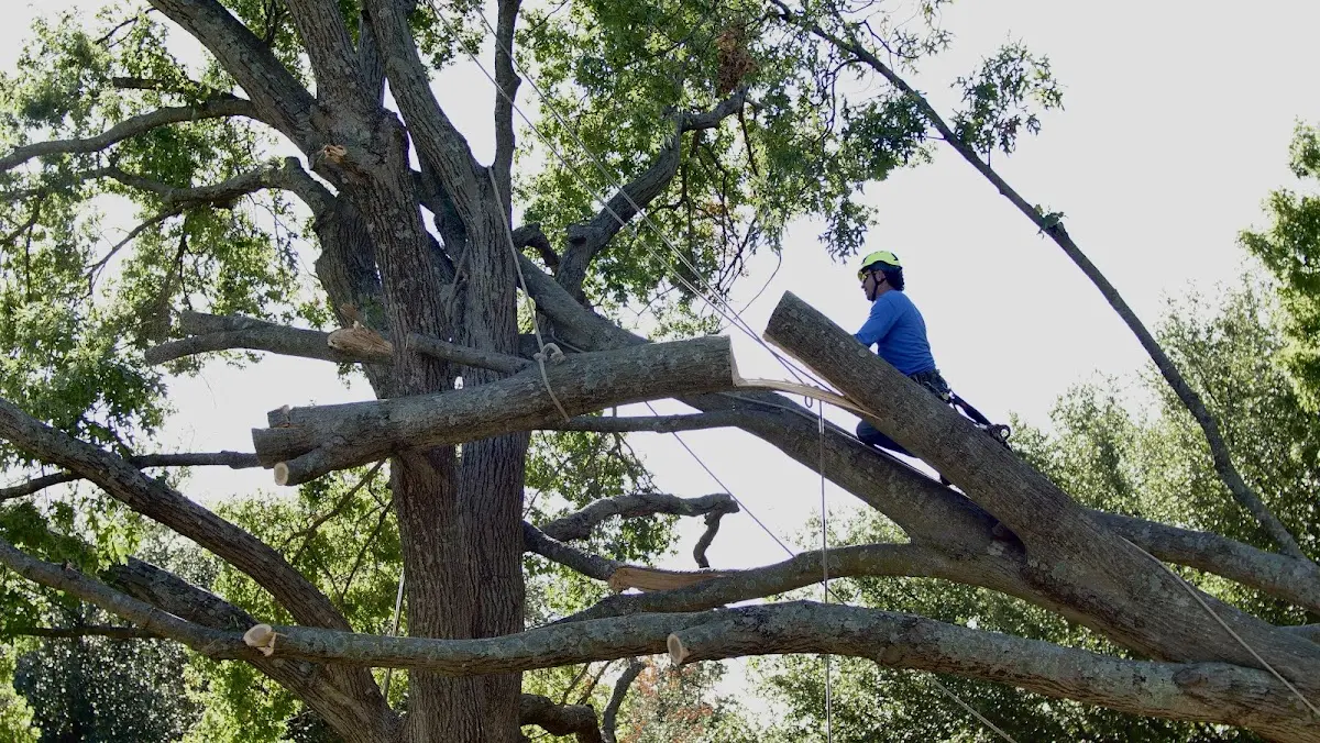 Professional Hazardous Tree Removal performed by certified arborists in Advent