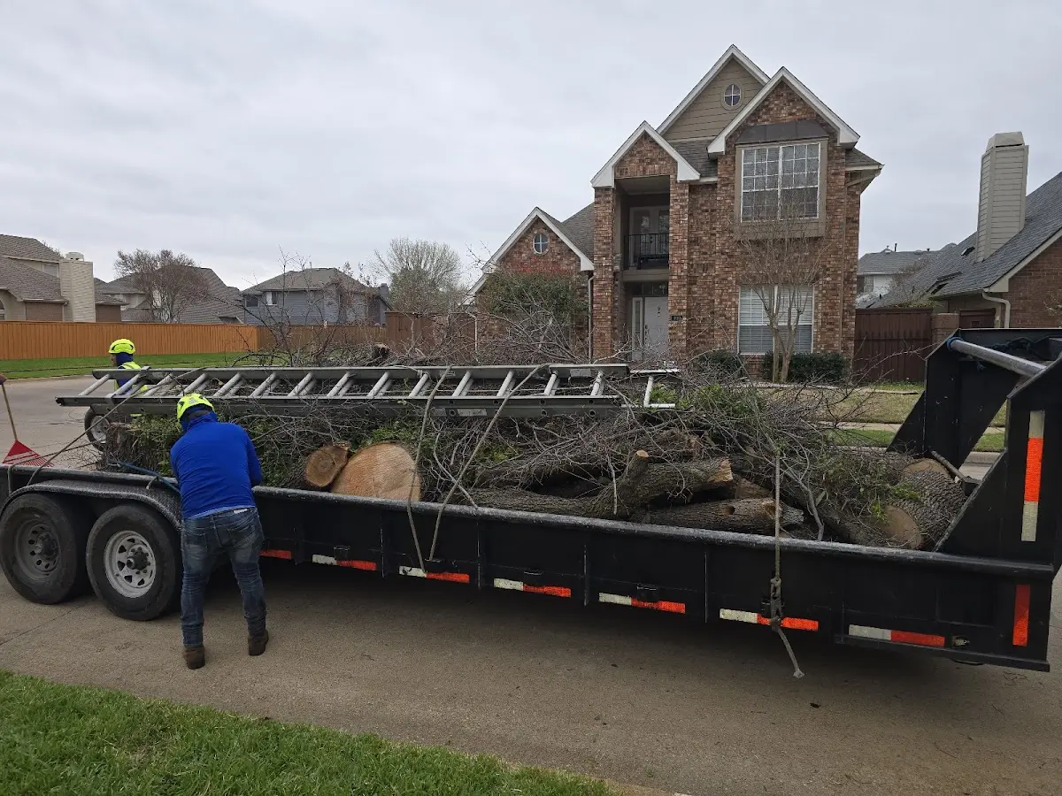 Expert Tree Pest Control with proper safety equipment in Advent